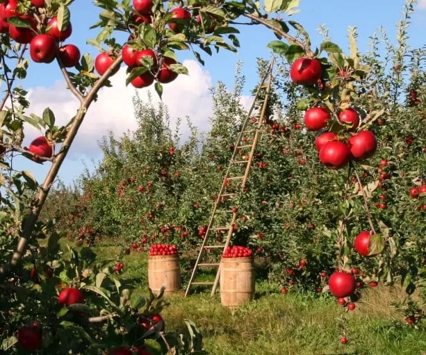 Consorzio Agrario Adriatico