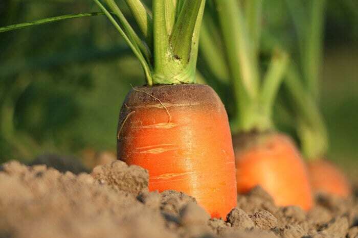 MACFRUT 2024 – Fruit & Veg Professional Show